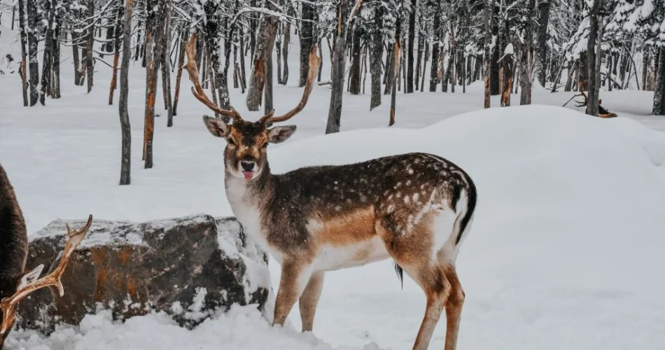 10 Best Things to Do in Winter in Ottawa